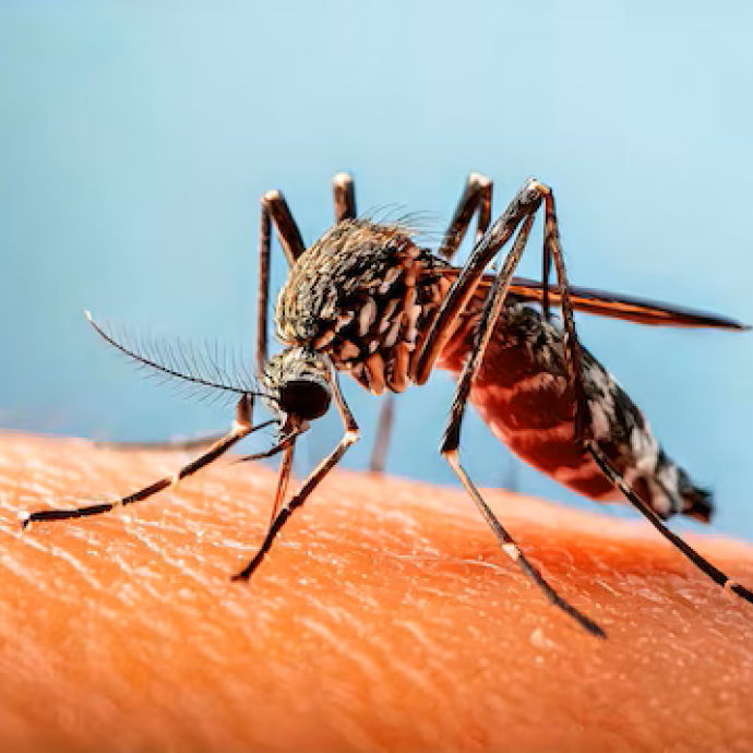 Anti-Malarial Medication